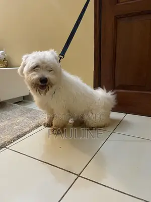 1+ year Male Purebred Maltese