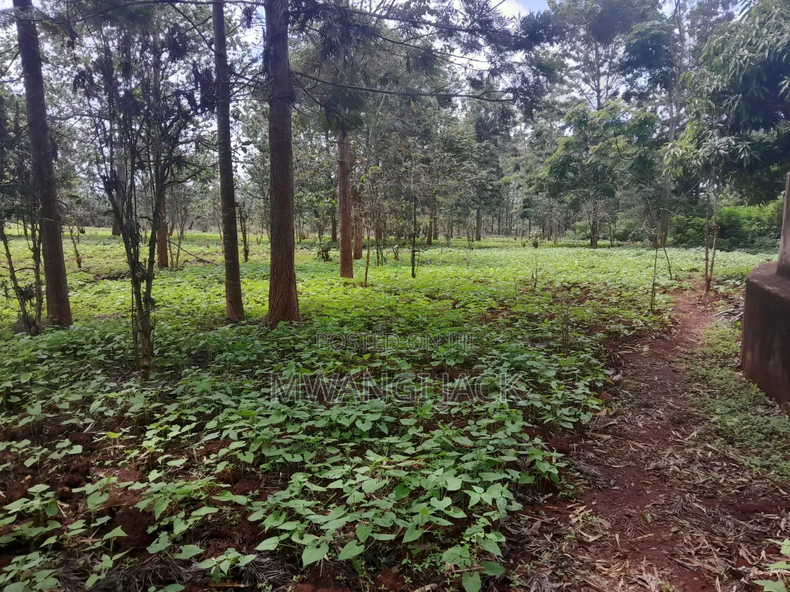 604 Acre Makuyu