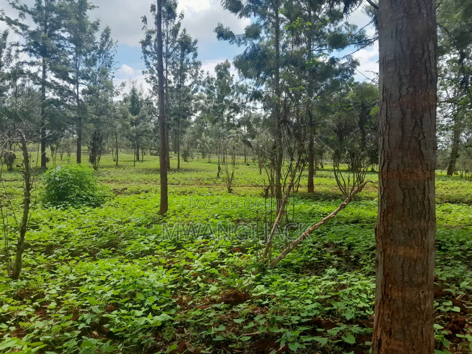 604 Acre Makuyu