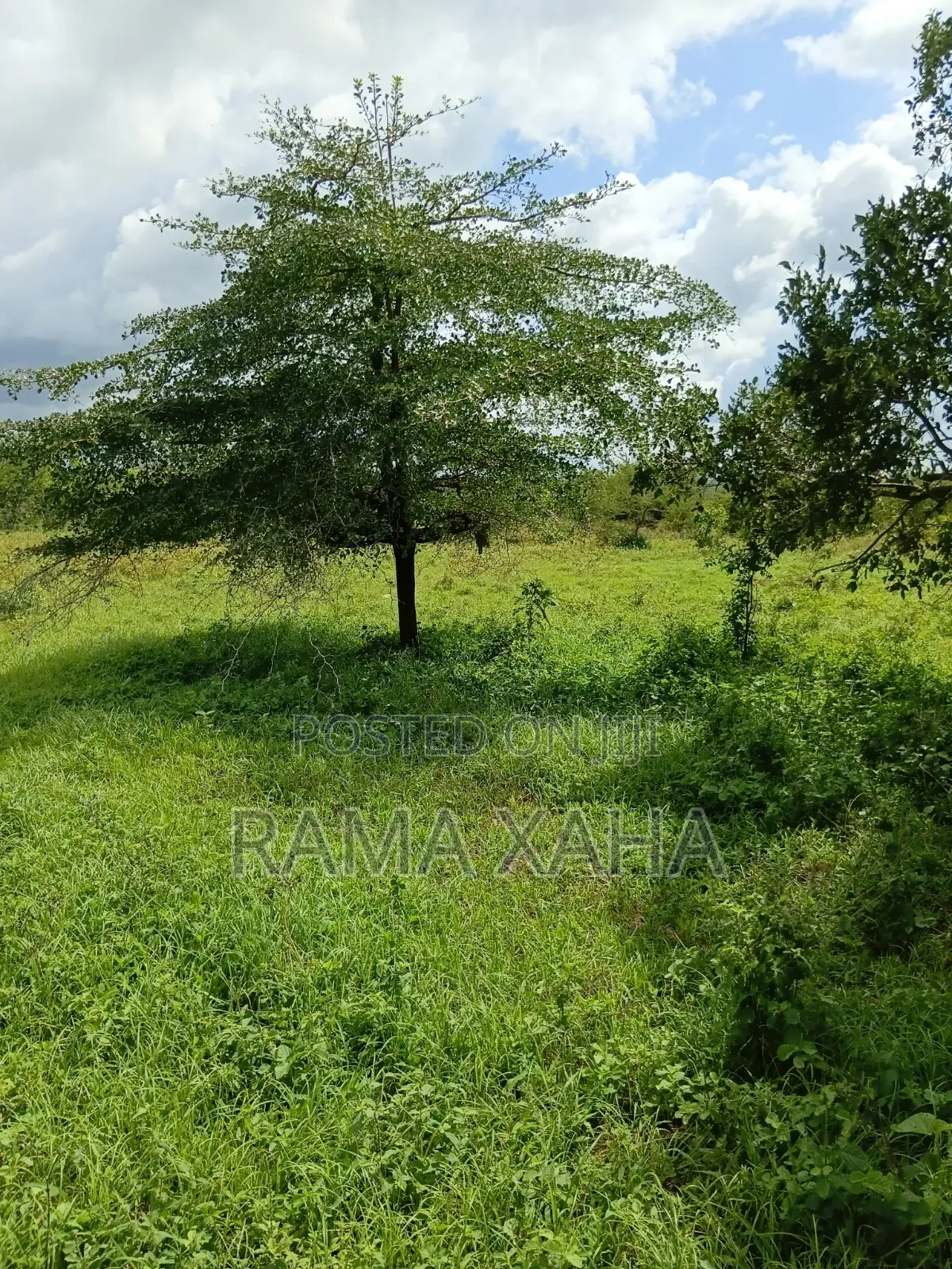 2.5 Acres for Sale at Sosobora With Ready Title Deed