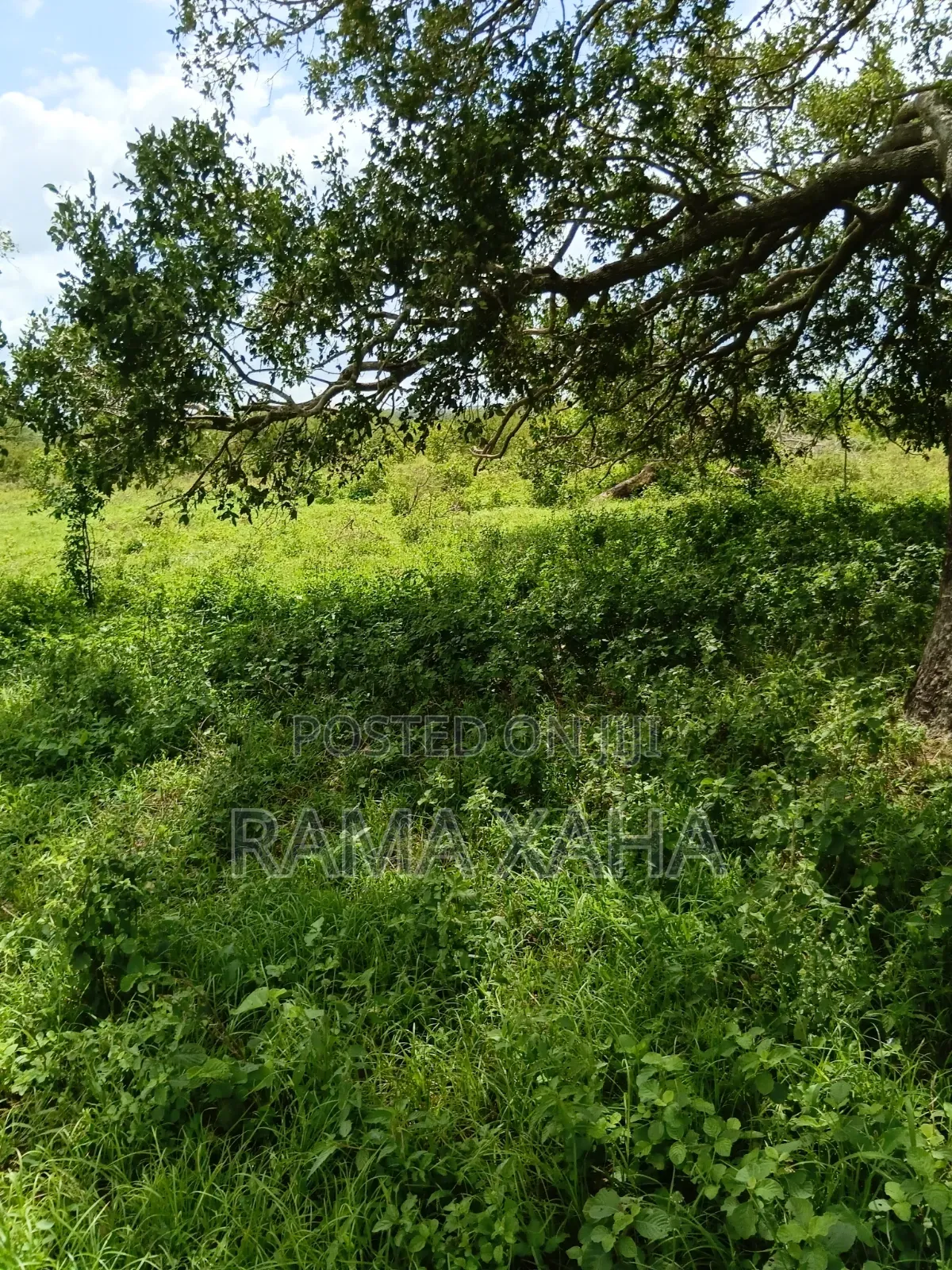 2.5 Acres for Sale at Sosobora With Ready Title Deed