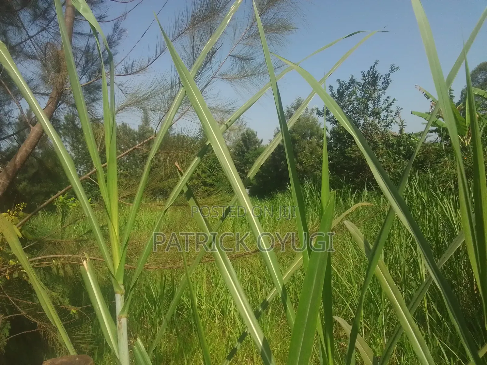 Prime Land for Sale in Kisumu Nyahera