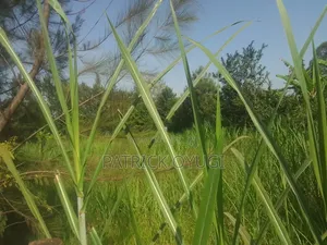 Prime Land for Sale in Kisumu Nyahera