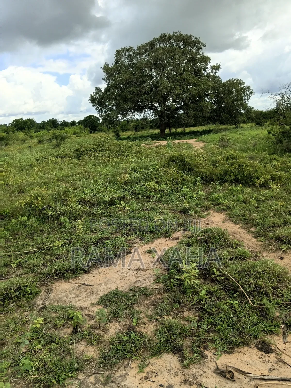 2.5 Acres for Sale at Sosobora With Ready Title Deed