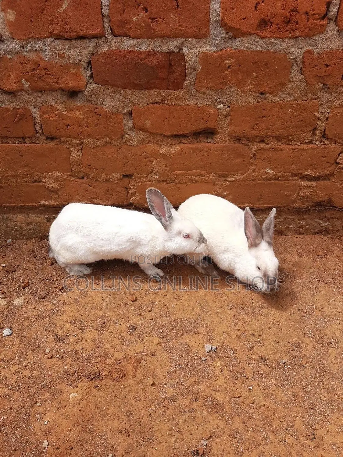 Rabbit for Sale