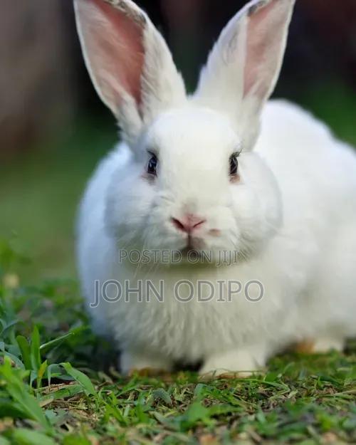 Selling of One Year Old Rabbits - main view