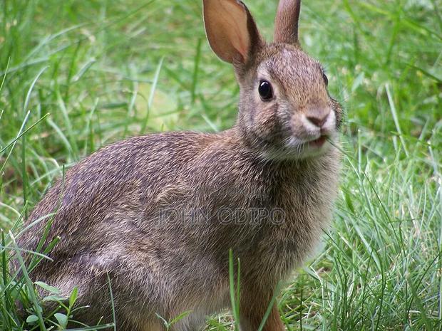 Selling of One Year Old Rabbits - thumbnail 2