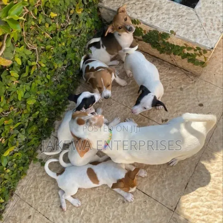 1-3 months Female Purebred Jack Russell Terrier