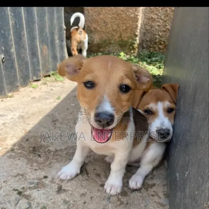 1-3 months Female Purebred Jack Russell Terrier