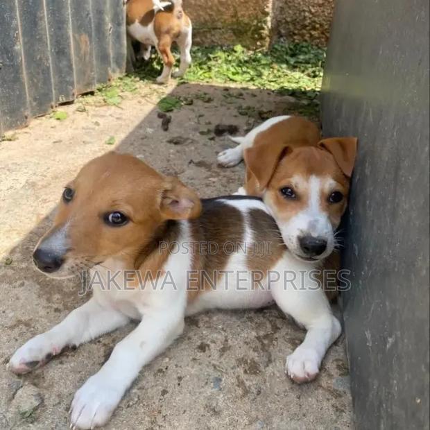 1-3 months Male Purebred Jack Russell Terrier