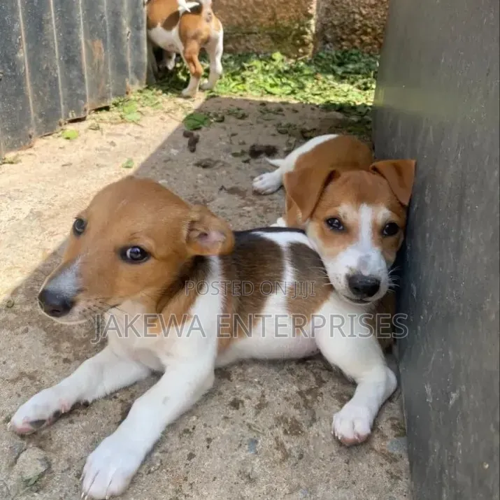 1-3 months Male Purebred Jack Russell Terrier