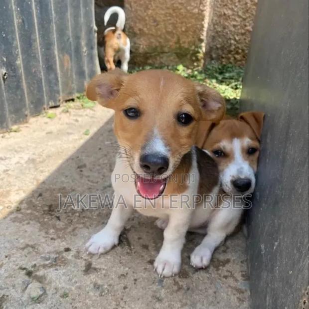 1-3 months Male Purebred Jack Russell Terrier - main view