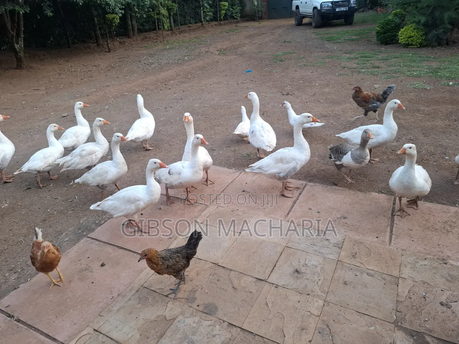 Goose Bulk Sale