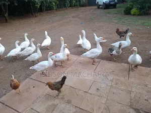 Goose Bulk Sale