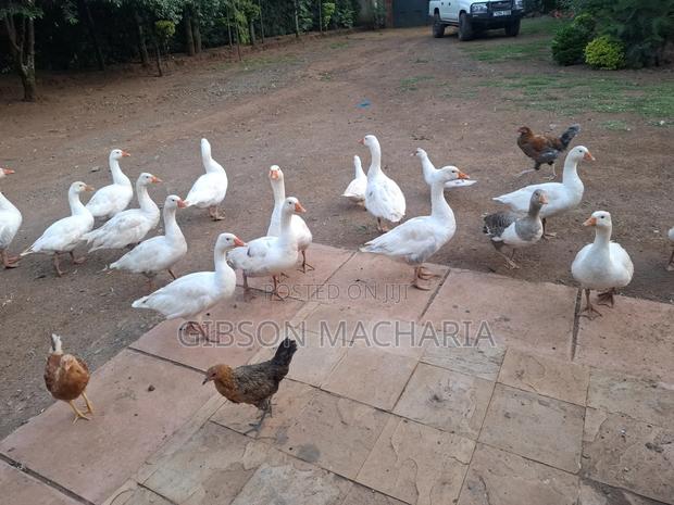 Goose Bulk Sale