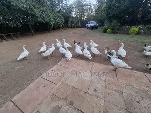 Goose Bulk Sale