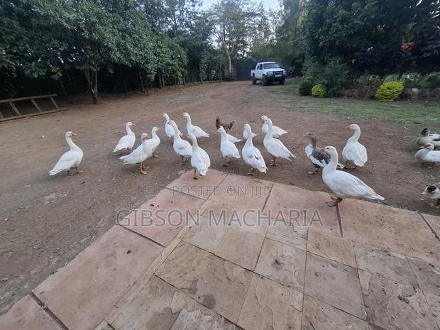 Goose Bulk Sale - thumbnail 2