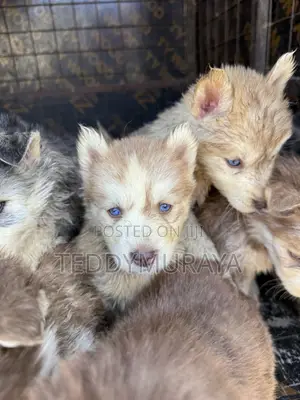 1-3 months Female Purebred Siberian Husky