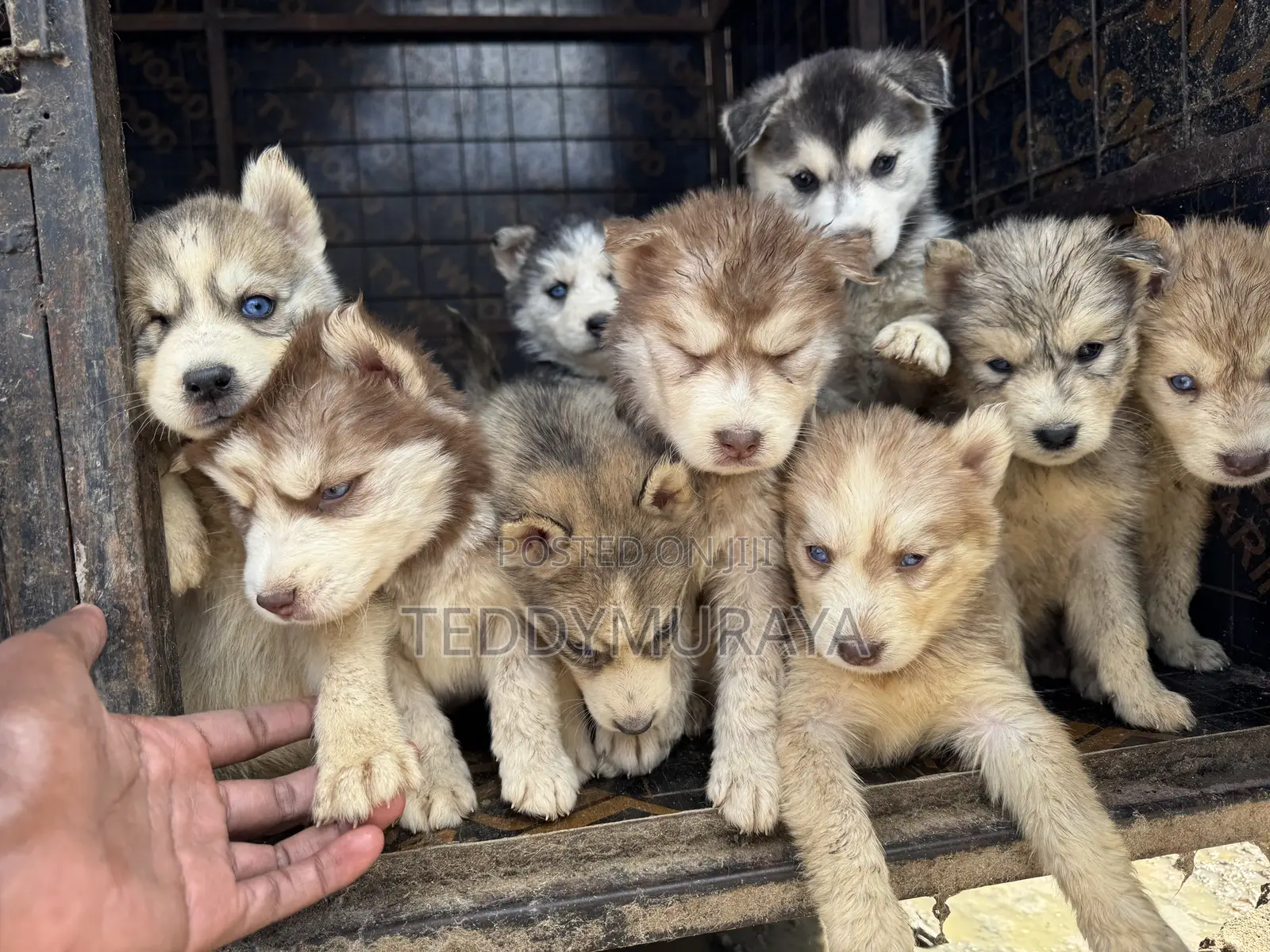 1-3 months Female Purebred Siberian Husky