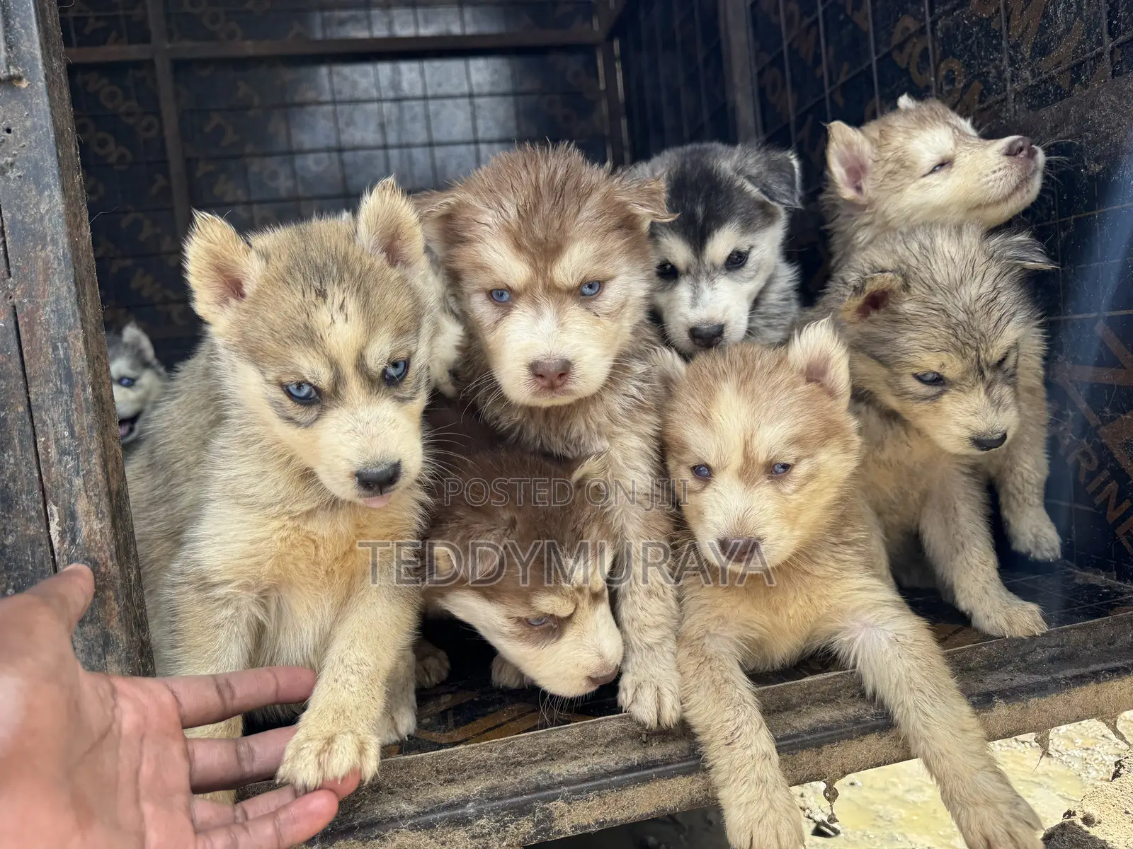 1-3 months Female Purebred Siberian Husky