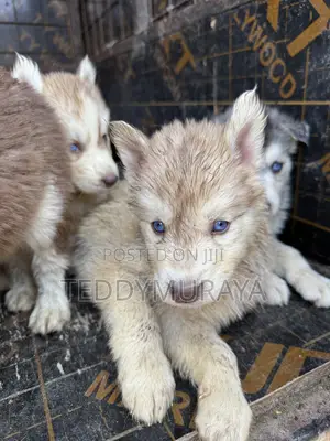 1-3 months Female Purebred Siberian Husky