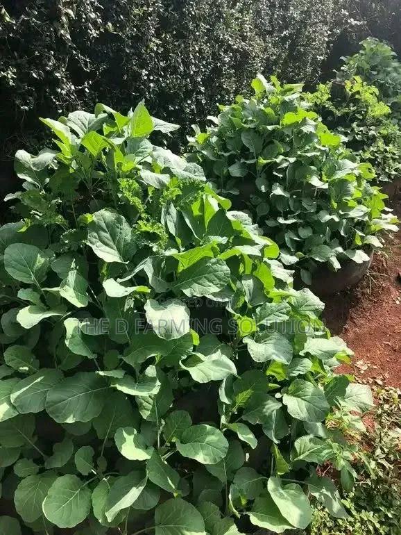 Multistorey Garden - main view