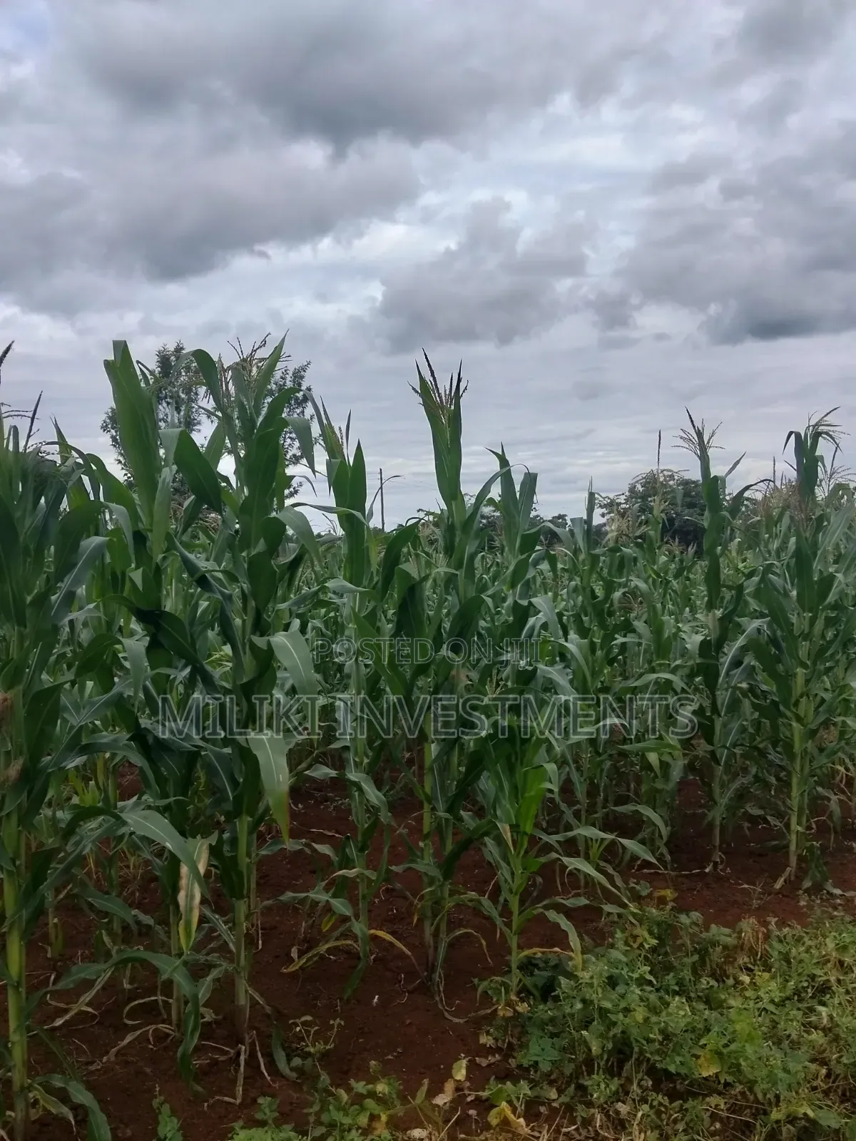 13 Acres on Sale at Kirinyaga.
