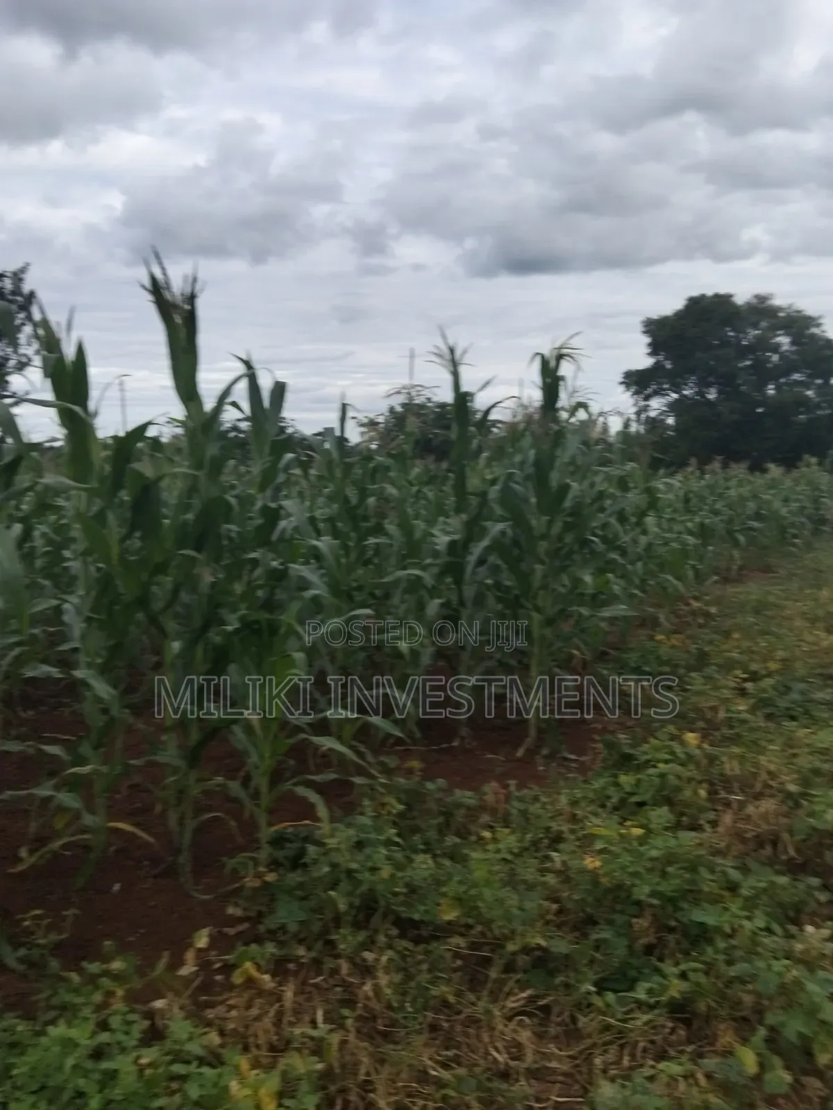 13 Acres on Sale at Kirinyaga.