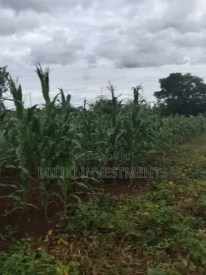 13 Acres on Sale at Kirinyaga.