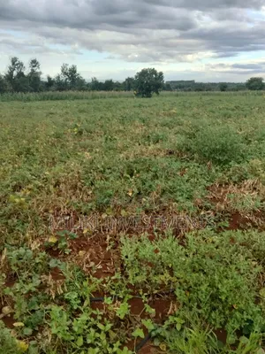 13 Acres on Sale at Kirinyaga.