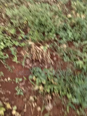 13 Acres on Sale at Kirinyaga.