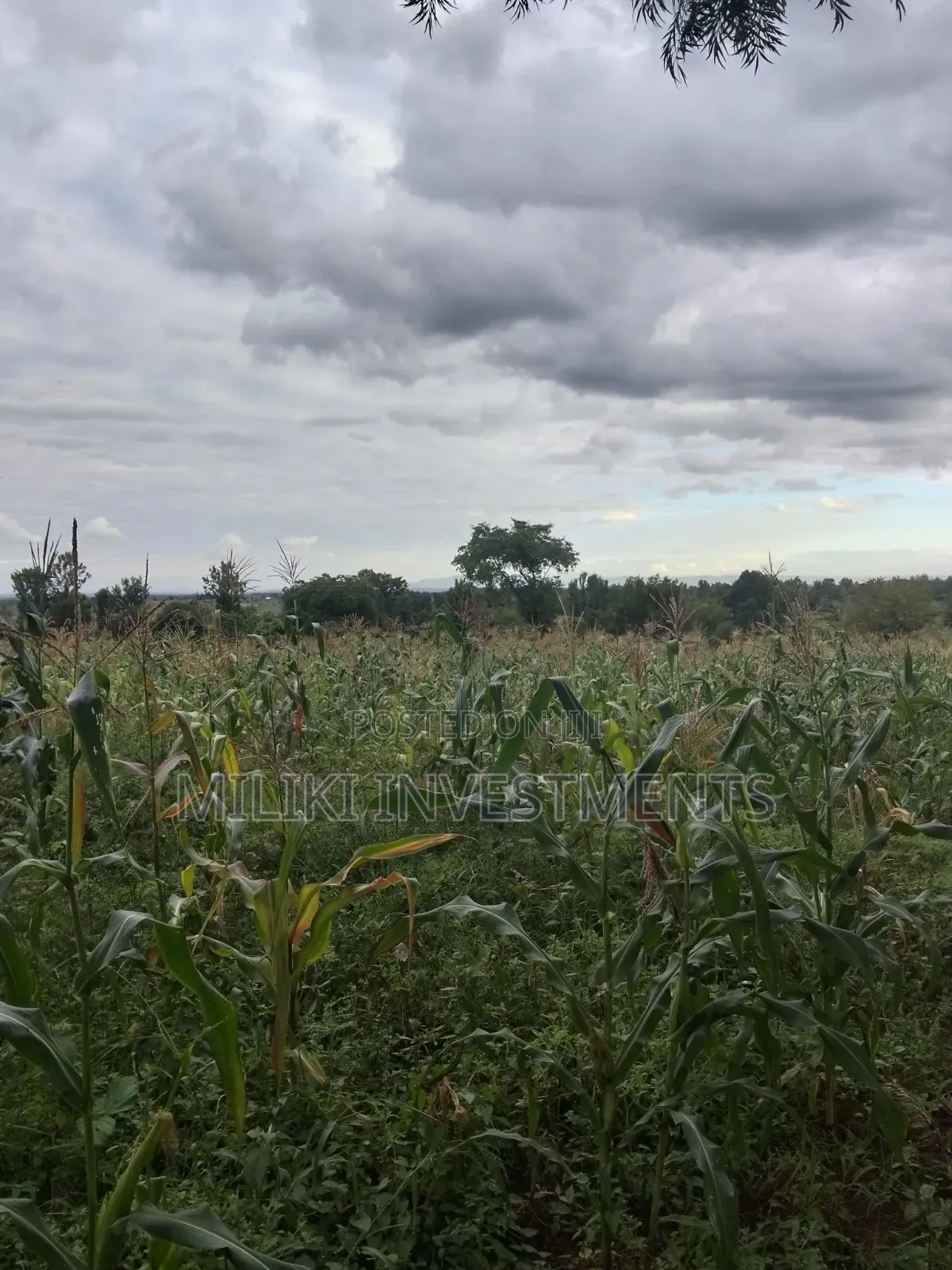 13 Acres on Sale at Kirinyaga.