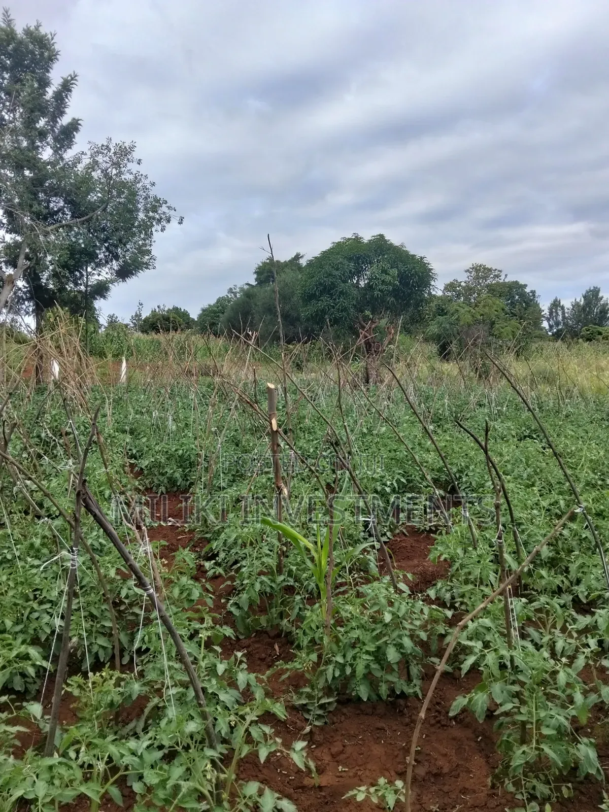 13 Acres on Sale at Kirinyaga.