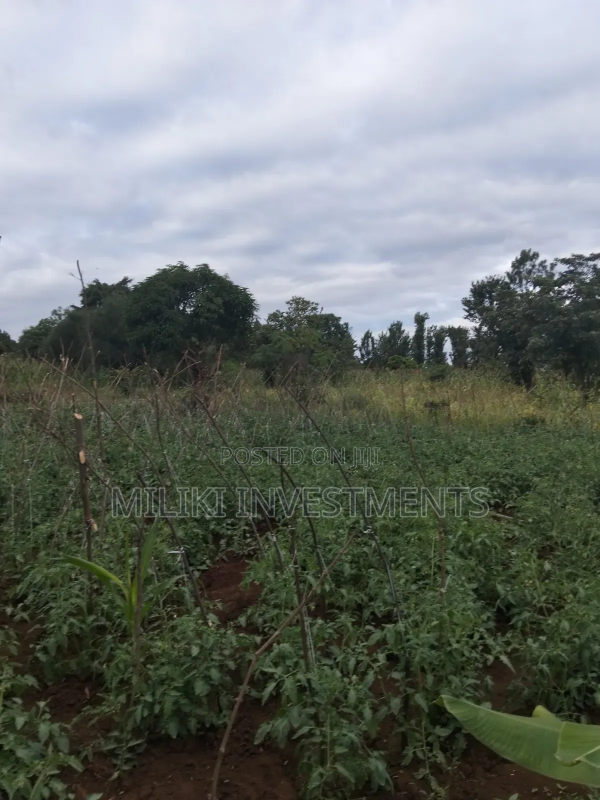 13 Acres on Sale at Kirinyaga.