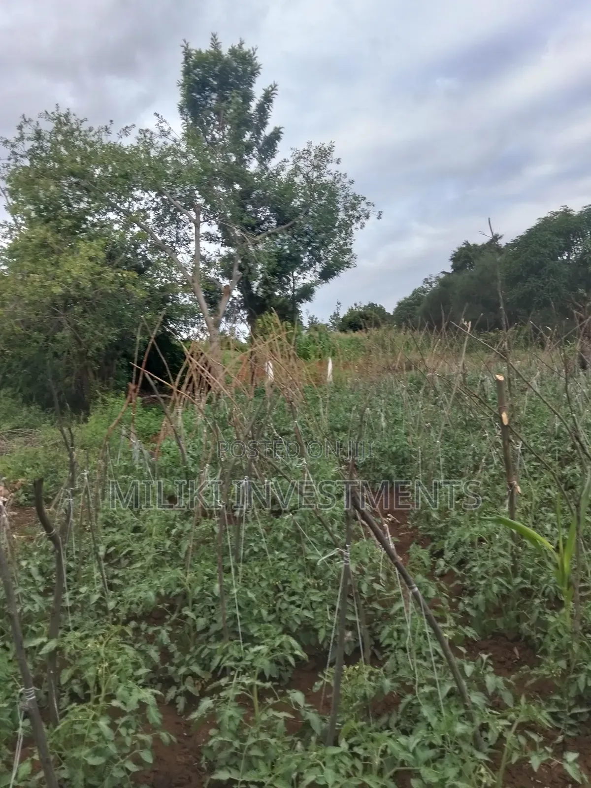 13 Acres on Sale at Kirinyaga.