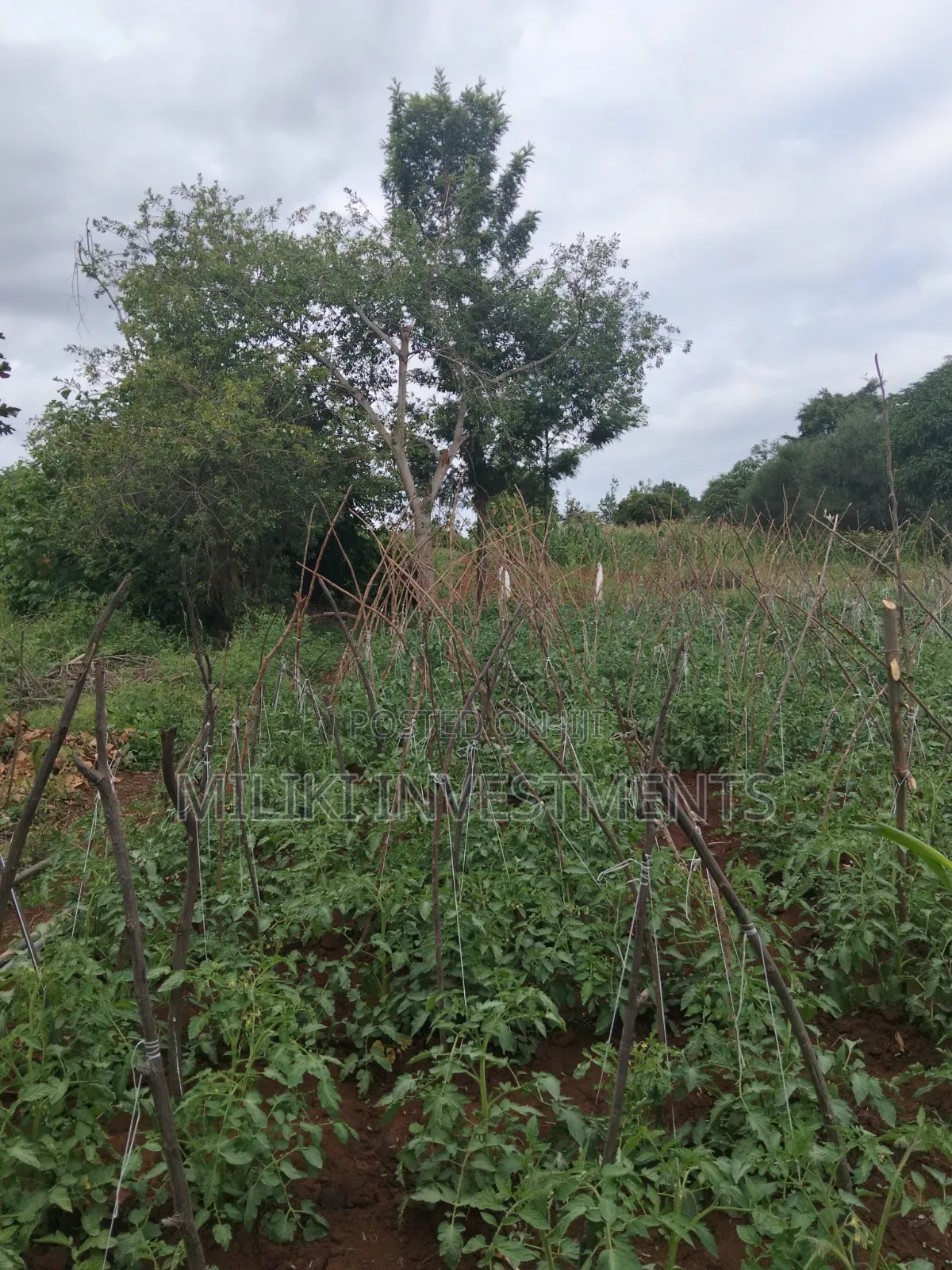 13 Acres on Sale at Kirinyaga.