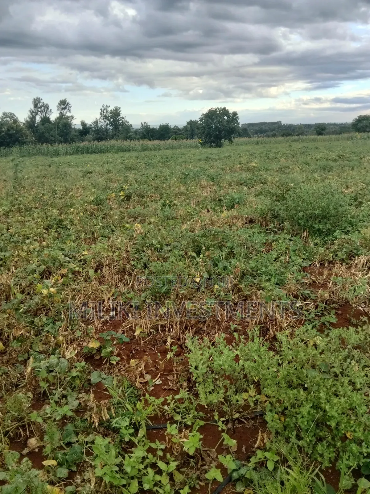 13 Acres on Sale at Kirinyaga.