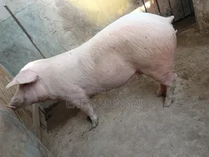 Pigs for Sale