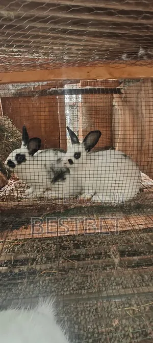 Quality Rabbits for Breeding and Meat