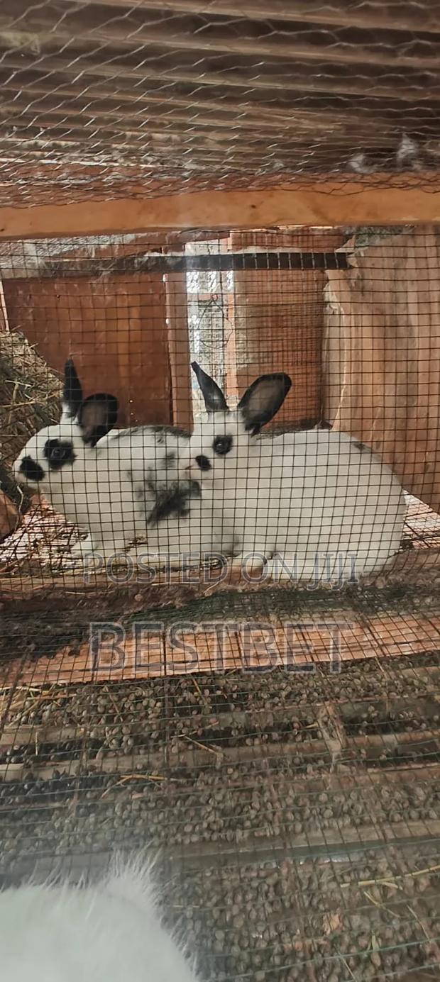 Quality Rabbits for Breeding and Meat - thumbnail 2