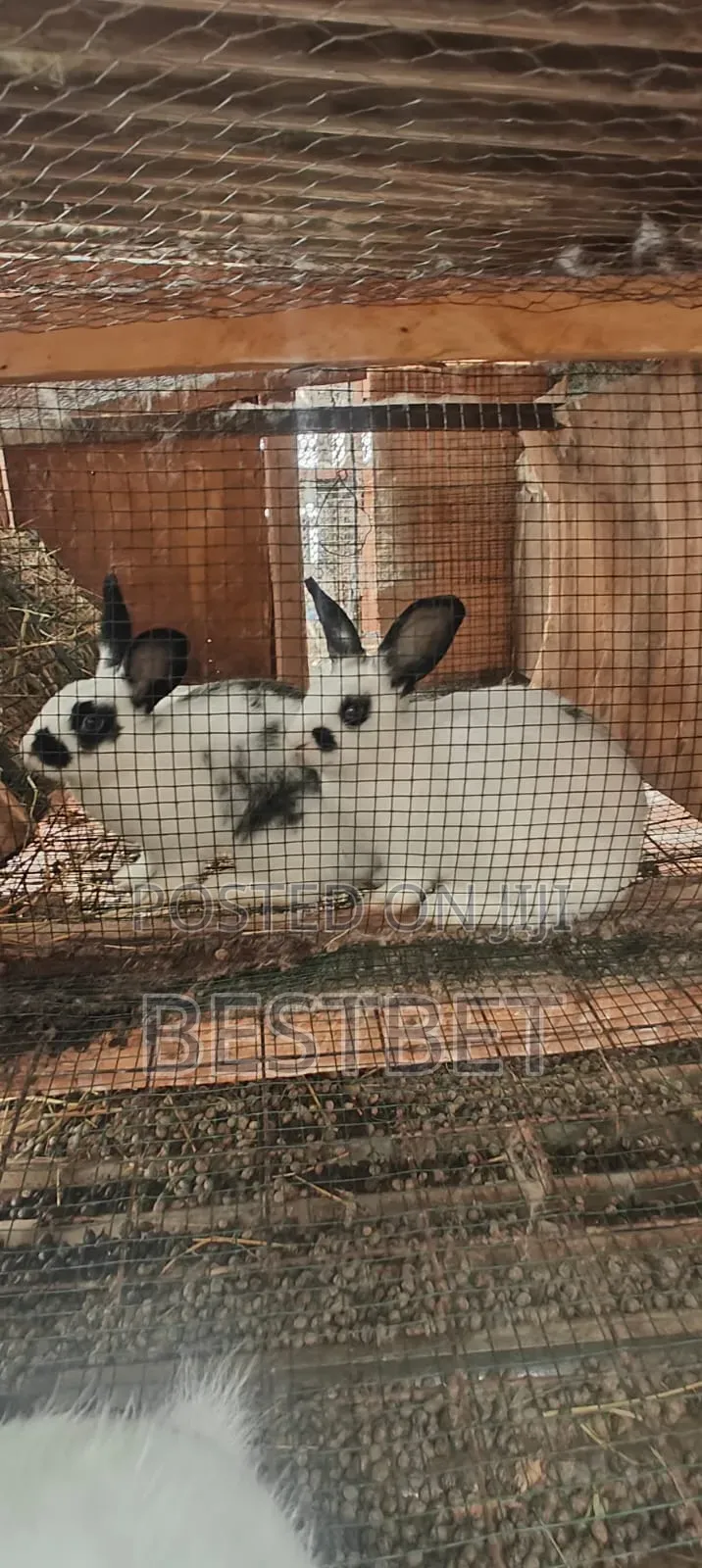 Quality Rabbits for Breeding and Meat