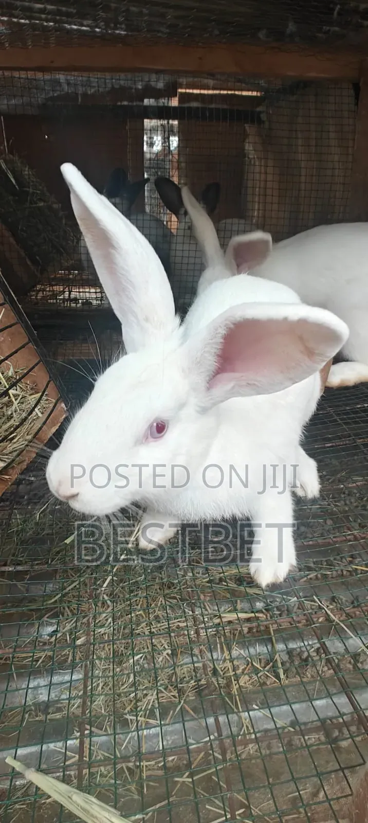 Quality Rabbits for Breeding and Meat