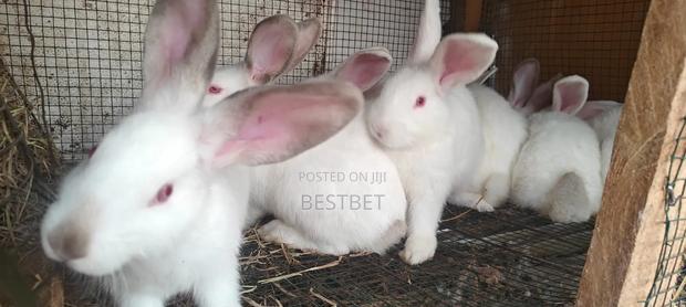 Quality Rabbits for Breeding and Meat - thumbnail 4