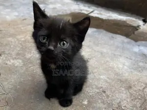 1-3 months Male Mixed Breed American Shorthair
