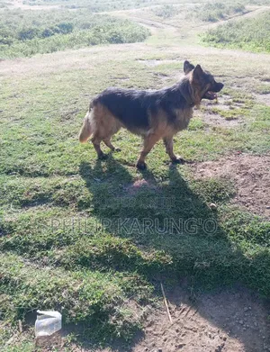 1+ year Female Purebred German Shepherd