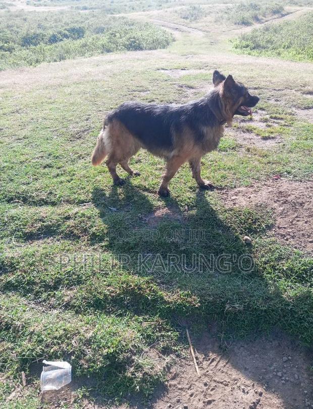 1+ year Female Purebred German Shepherd