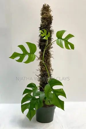 2pcs Natural Moss Pole for Trailing Plants