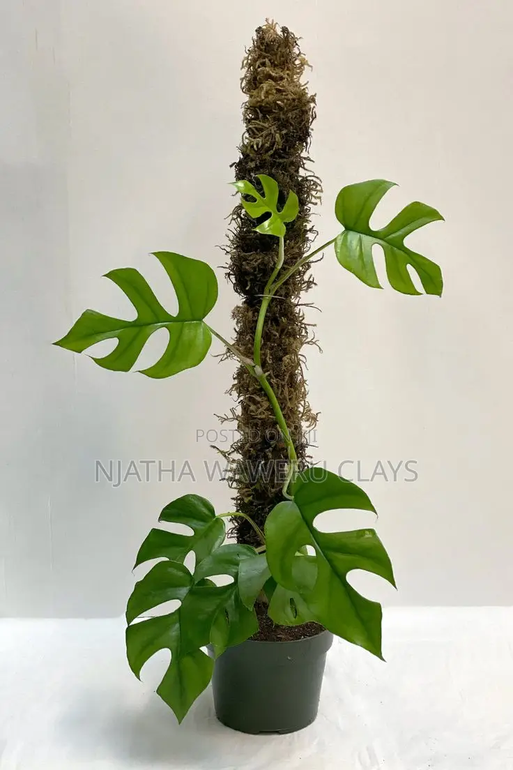 2pcs Natural Moss Pole for Trailing Plants