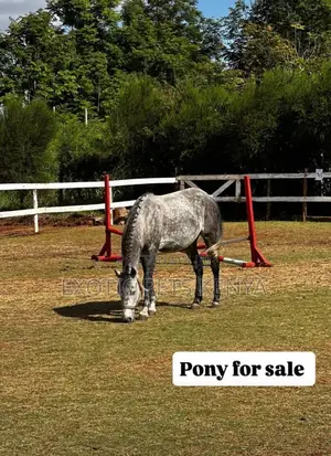 Grey Pony for Sale