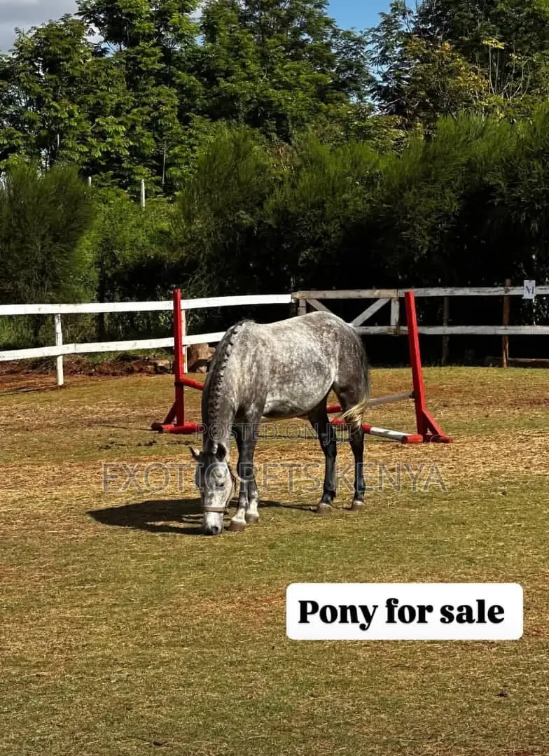 Grey Pony for Sale